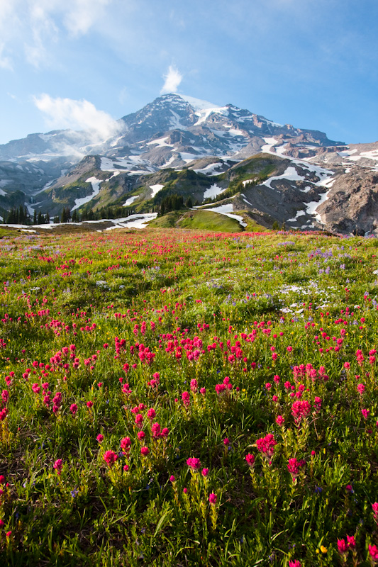 Wildflowers And Mount Rainier